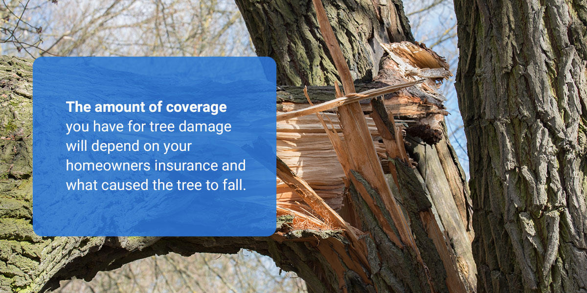 does-homeowners-insurance-cover-tree-damage